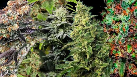 Best Cannabis Seeds for Cold Climates