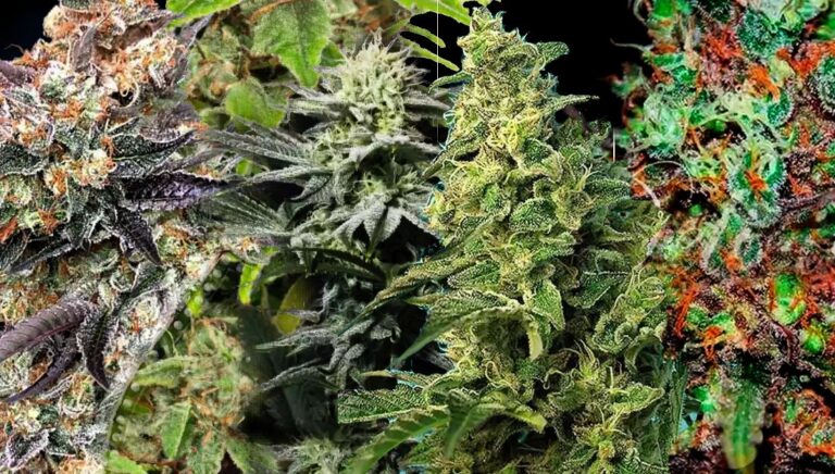 Best Cannabis Seeds for Cold Climates