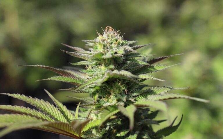Cultivating Feminized Cannabis Seeds