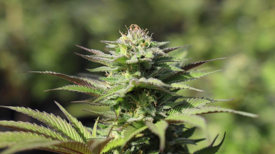 Cultivating Feminized Cannabis Seeds