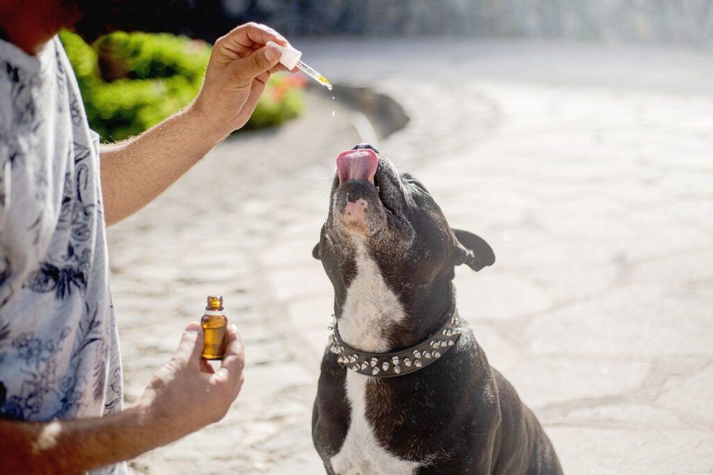CBD Oil for Pets