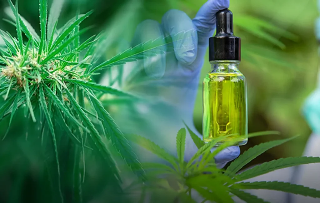 CBD oil for thyroid health