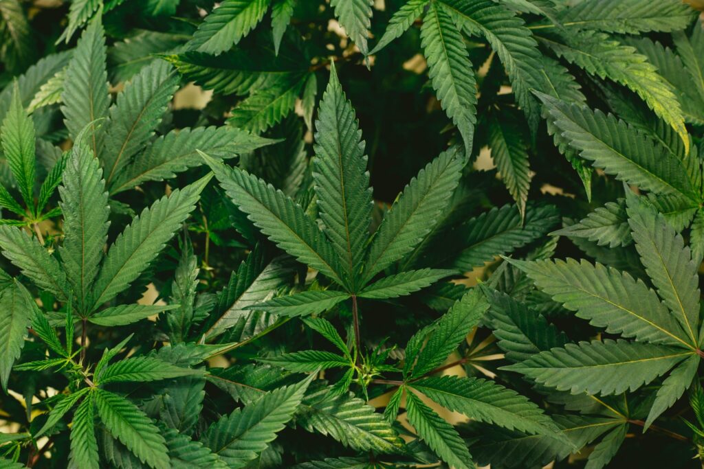 CBD for muscle recovery