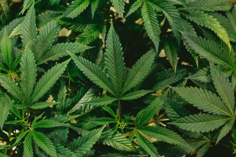 CBD for muscle recovery