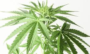 CBD working in body