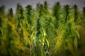 CBD Oil in Minnesota